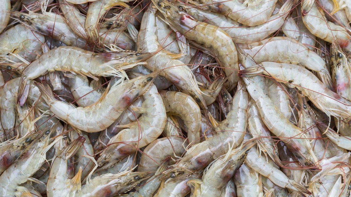 Kupujesz krewetki? Zwróć uwagę w sklepie na kilka rzeczy