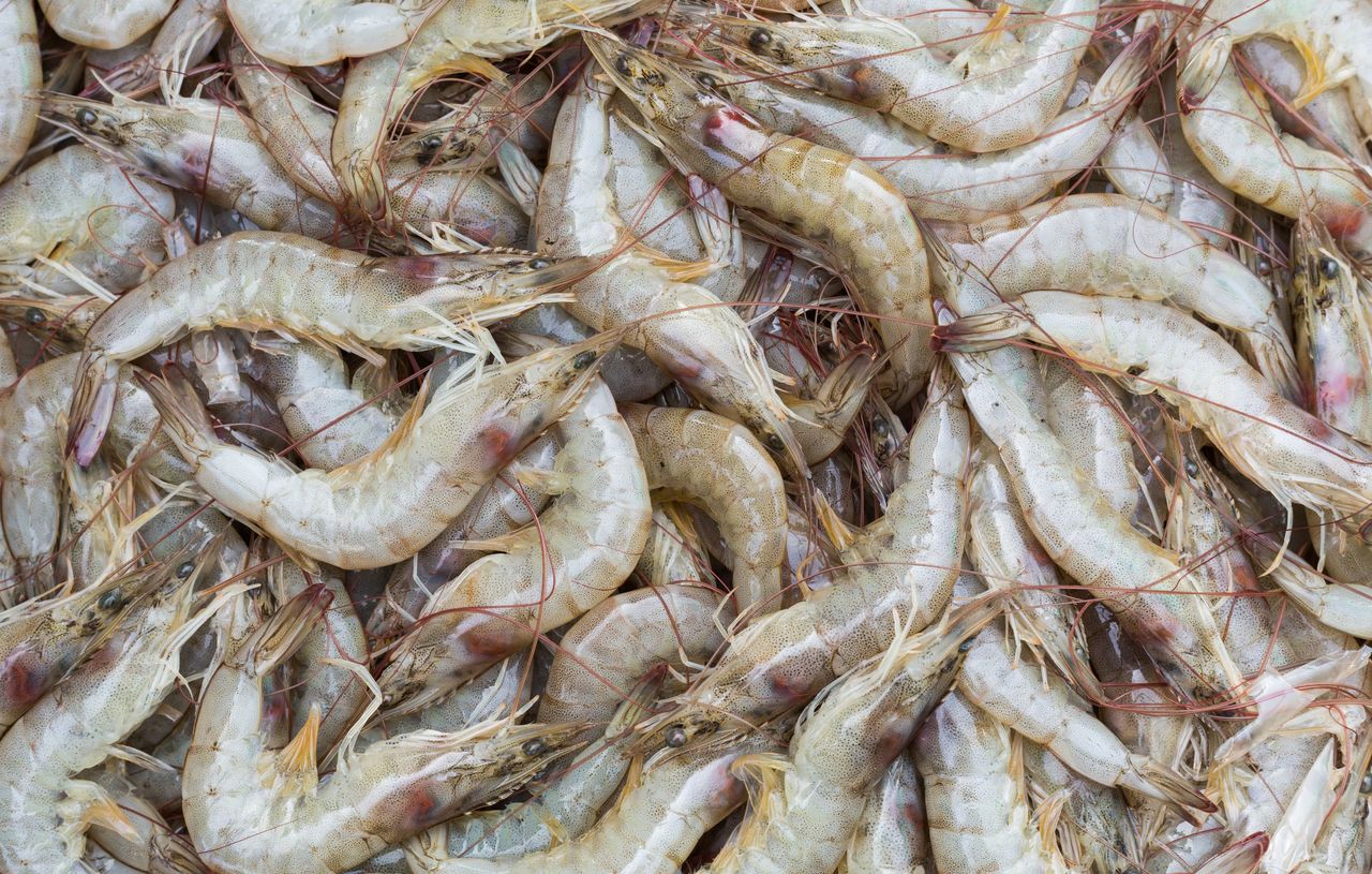 Kupujesz krewetki? Zwróć uwagę w sklepie na kilka rzeczy