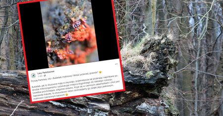 Bukietek malinowy. Śluzowiec z polskich lasów. "Przemieszcza się, pożerając mikroorganizmy"