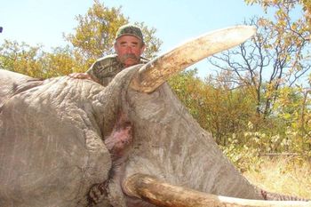 Myśliwy z USA polował w Afryce. Nie żyje. Stratowały go słonie