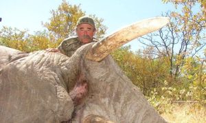 Myśliwy z USA polował w Afryce. Nie żyje. Stratowały go słonie