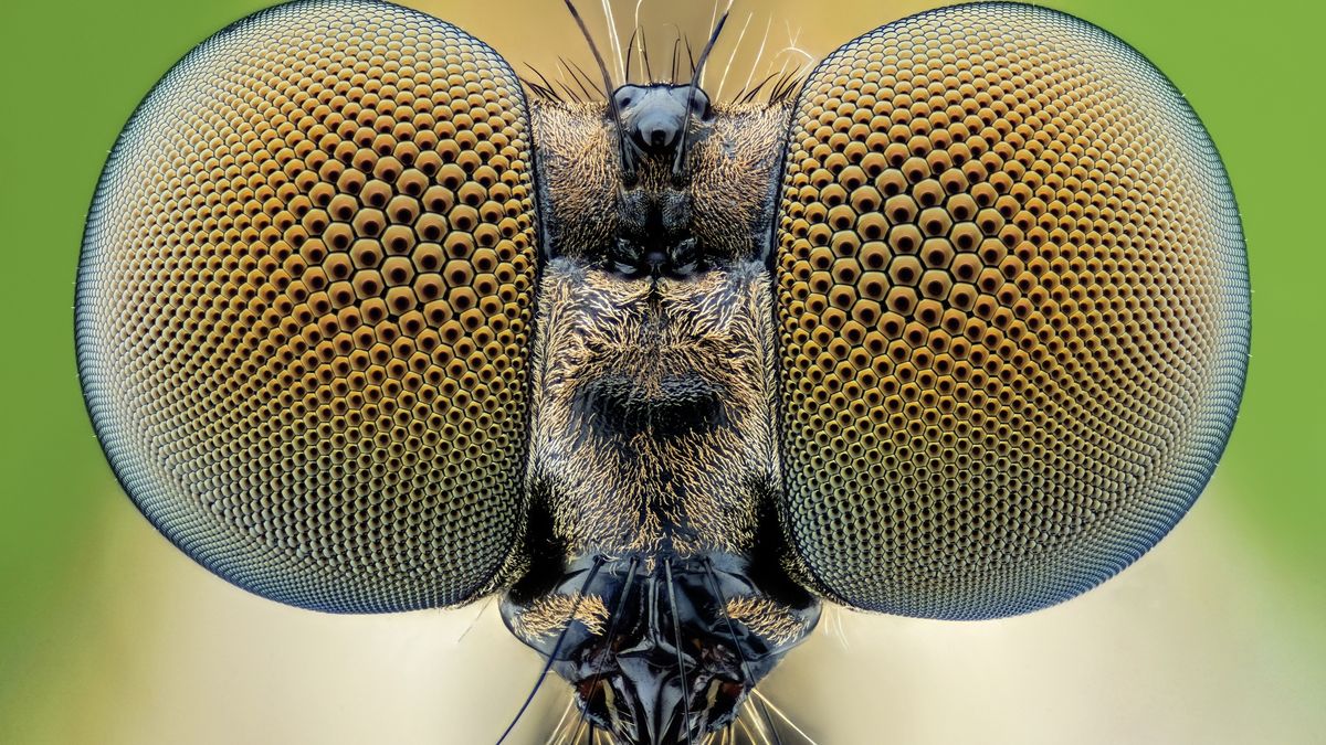 Naukowcy: owady i pajęczaki wymagają badań i ochrony