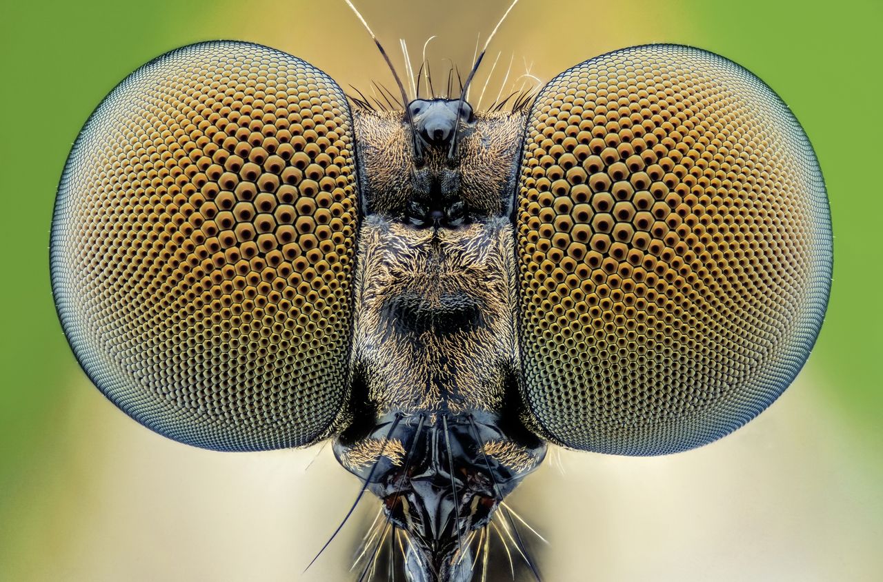 Naukowcy biją na alarm. "Są właściwie nieobecne w działaniach ochronnych"