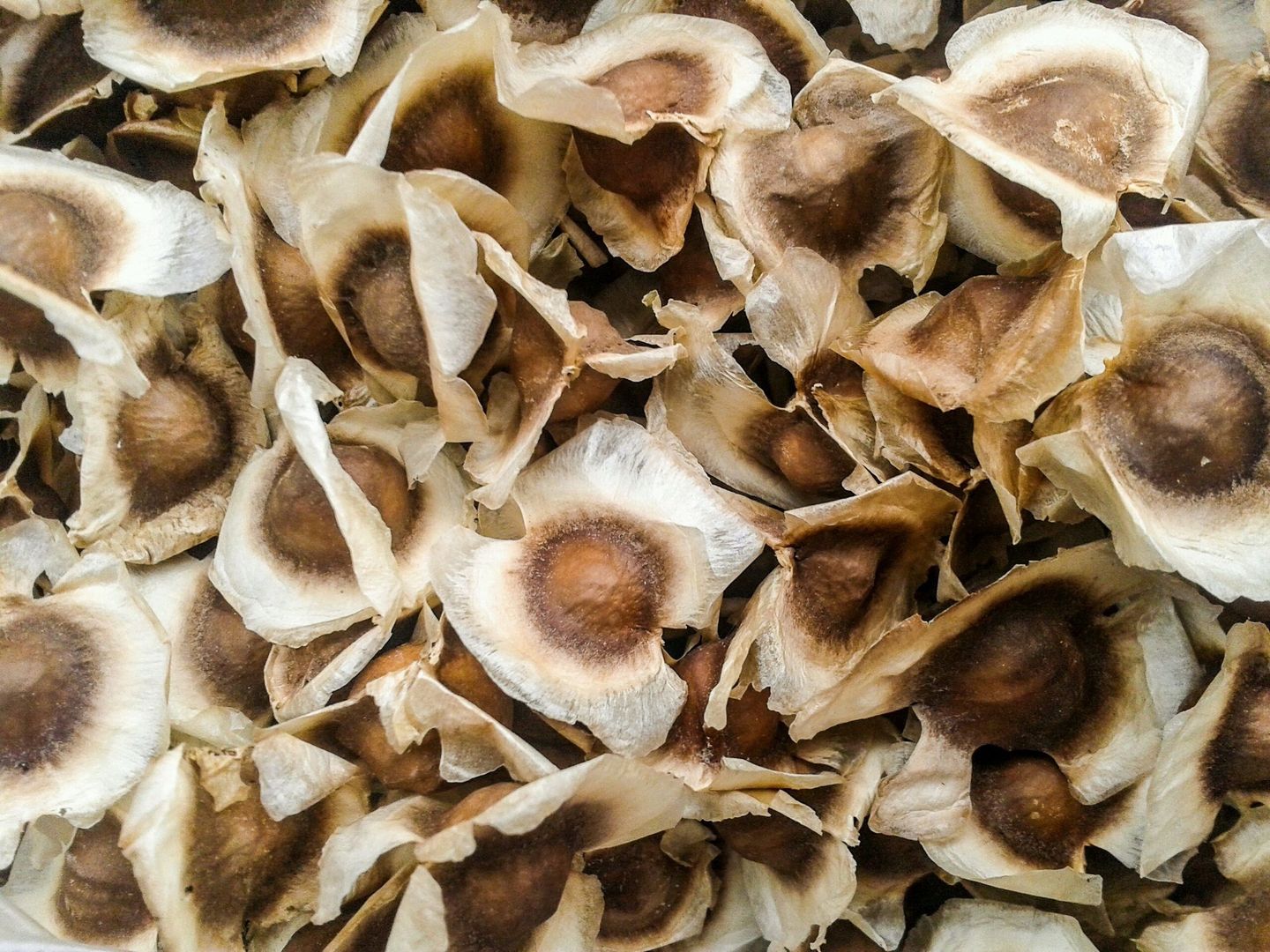 Moringa