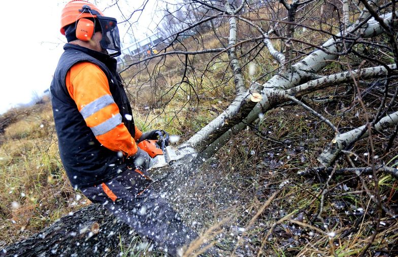 PiS zdjął z obrad Sejmu nowelizację ustawy o wycince drzew. "Wymaga doprecyzowania"