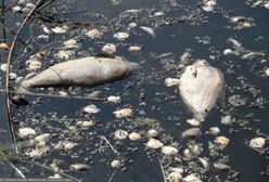 Śnięte ryby w kolejnym regionie. Pilny apel wędkarzy
