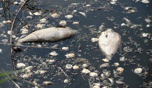 Śnięte ryby w kolejnym regionie. Pilny apel wędkarzy
