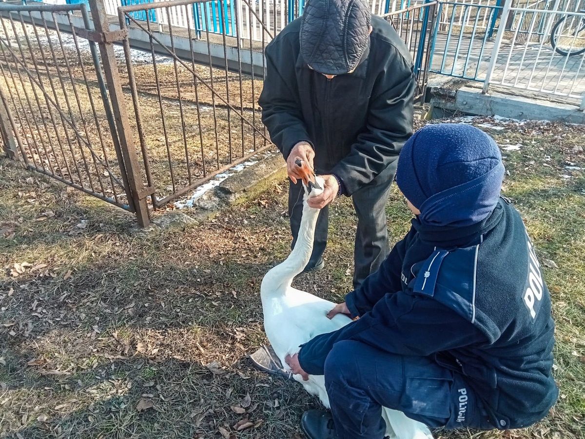 Łabędź z zaplątaną żyłką wędkarską na dziobie. Zwierzę uratowali policjanci