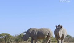 Nowy kanał 4K w Play. Wkrótce możliwa kolejna nowość