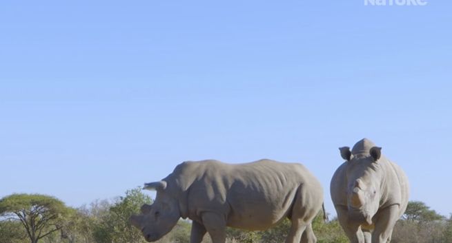 Nowy kanał 4K w Play. Wkrótce możliwa kolejna nowość