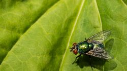 Owady - objawy alergii na jad owadów, pierwsza pomoc w użądleniu