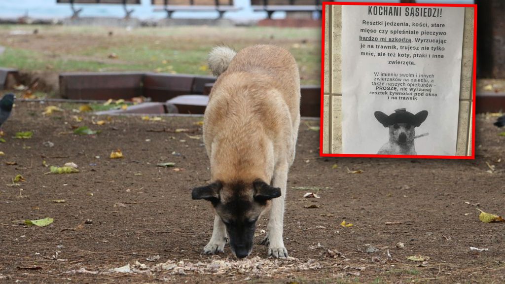 Oryginalny apel sąsiadów. Przyniesie skutek?