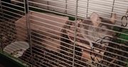 Zarzut znęcania się nad zwierzętami dla właścicielki, która pozostawiła swoich podopiecznych przez kilka dni bez opieki.