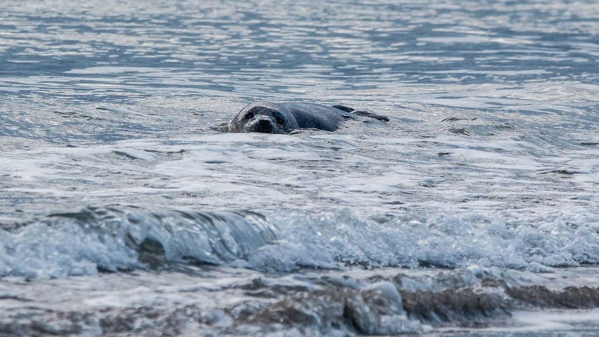 Dla jednych foka jest niewinną ofiarą, dla drugich – złodziejem ryb