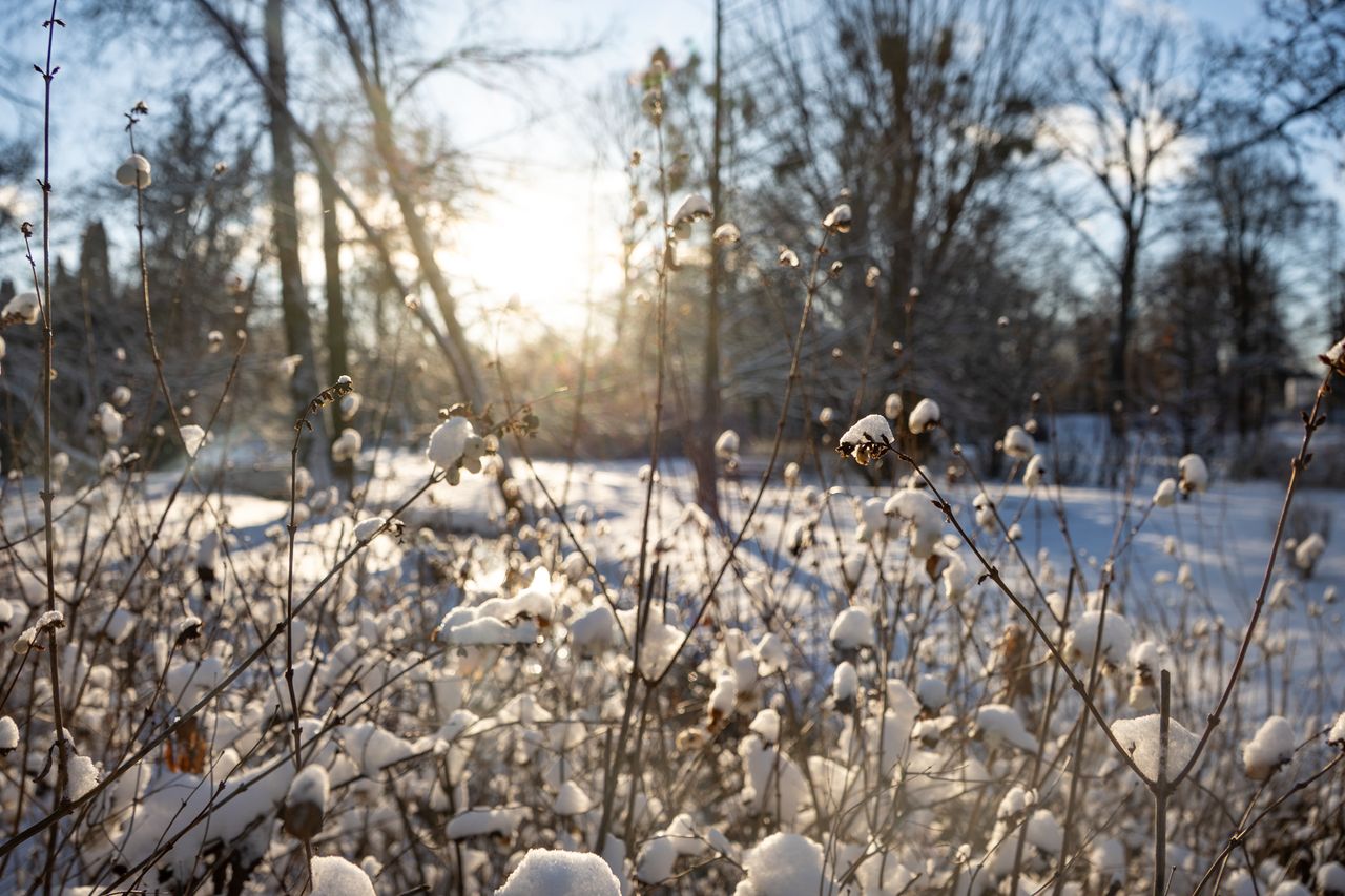 Park Miejski Piła, zima, śnieg, styczeń 2026