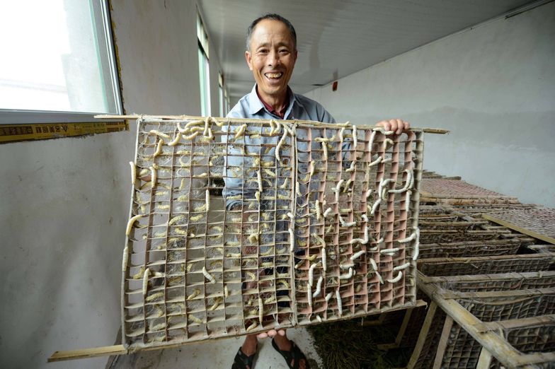 Niezwykłe odkrycie naukowców, na którym może skorzystać Polska. Jedwabniki warto karmić grafenem