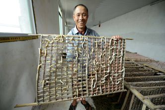 Niezwykłe odkrycie naukowców, na którym może skorzystać Polska. Jedwabniki warto karmić grafenem