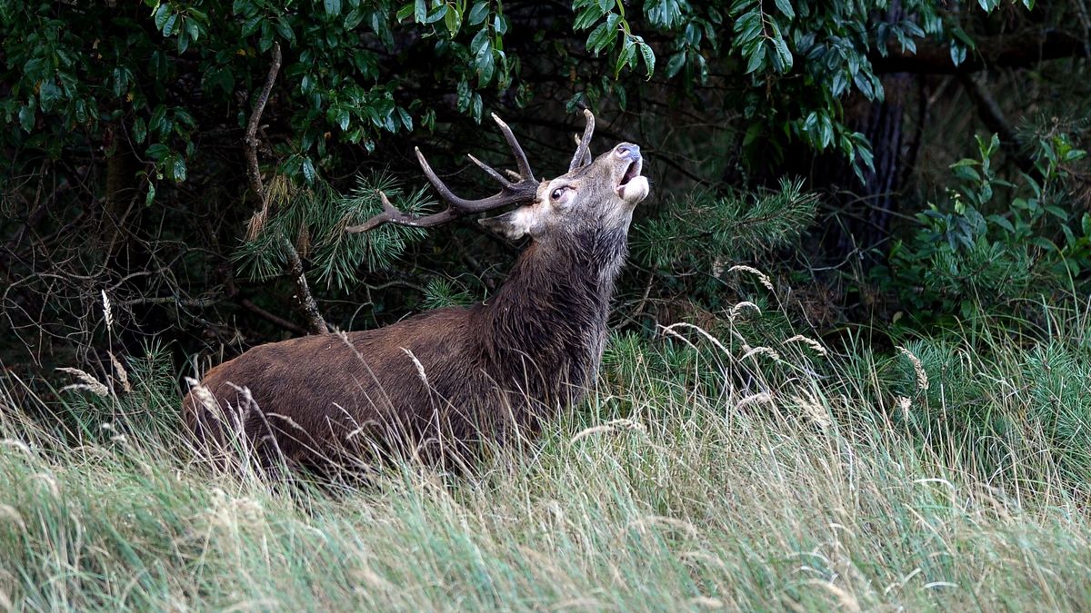 Jeleń podczas rykowiska 