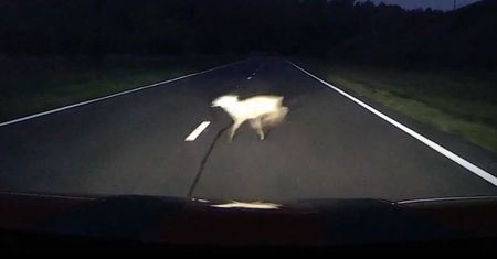 Sarny wbiegają pod koła na torze Sobiesław Zasada Centrum w Bednarach