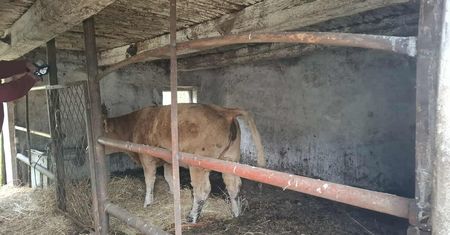 Chcieli odebrać mu zwierzęta. Nagle wypuścił trzy byki