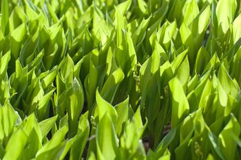 Nawet nie myśl, żeby posadzić. Pożałujesz, gdy będzie za późno