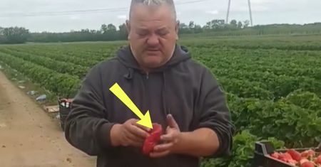 Sadownik z Rumunii pokazał truskawki. Polacy łapią się za głowy