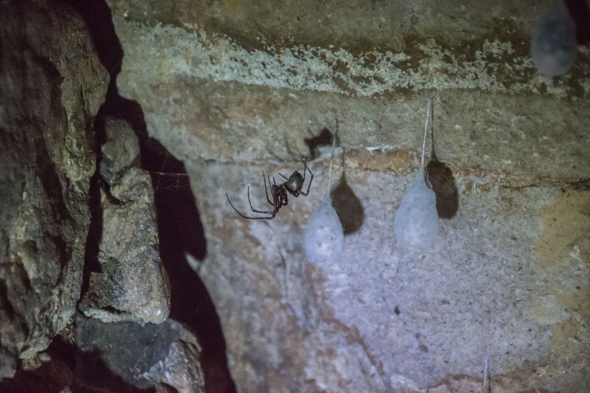 Meta menardi czyli sieciarz jaskiniowy to najbardziej jadowity pająk w Polsce (zdjęcie poglądowe)