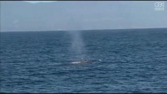 Pilotażowy program ochrony wielorybów