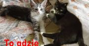 International Cat Day – dzisiaj koty świętują (głównie) w Wielkiej Brytanii!