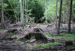 Niemiecki sąd zezwolił na wycinkę starożytnego lasu. Zamiast niego kopalnia węgla!
