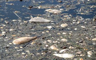 Skażona Odra. Rybacy mogą liczyć na rekompensaty