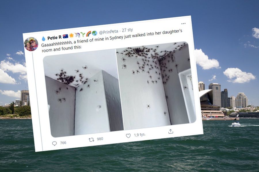 Inwazja pająków w Sydney