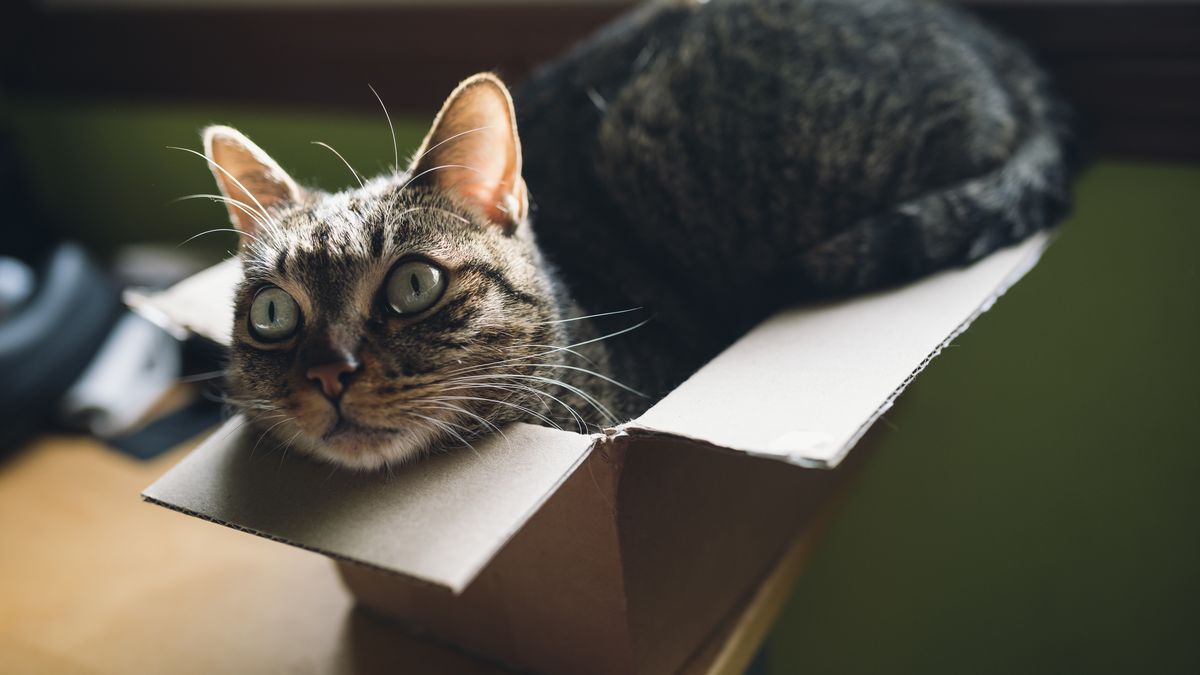 Dlaczego kociaki uwielbiają wślizgiwać się do pudełek? Naukowcy już wiedzą.