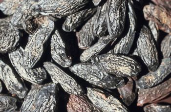 W USA zakazana, w Polsce nadal w użyciu. Ta przyprawa wciąż budzi spory