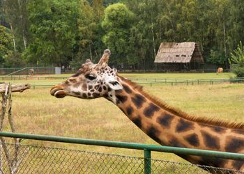 Ciąża trwała 450 dni. "Słodki prezent na święta, wszyscy się cieszymy"