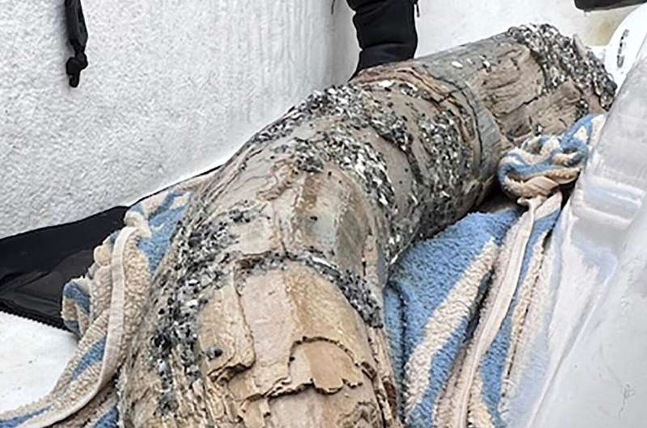 A diver found a large fragment of a mastodon's tusk.