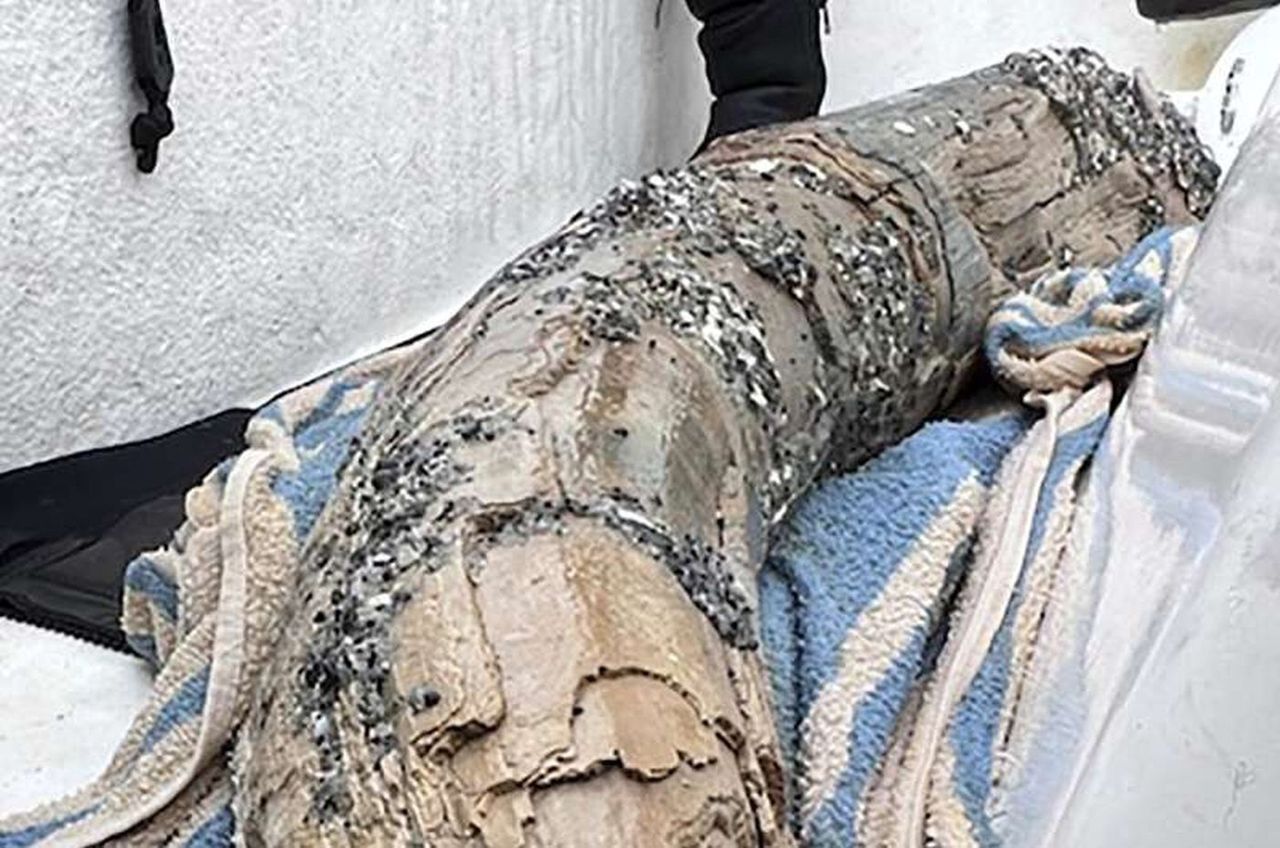 Diver unearths prehistoric tusk treasure off Florida coast