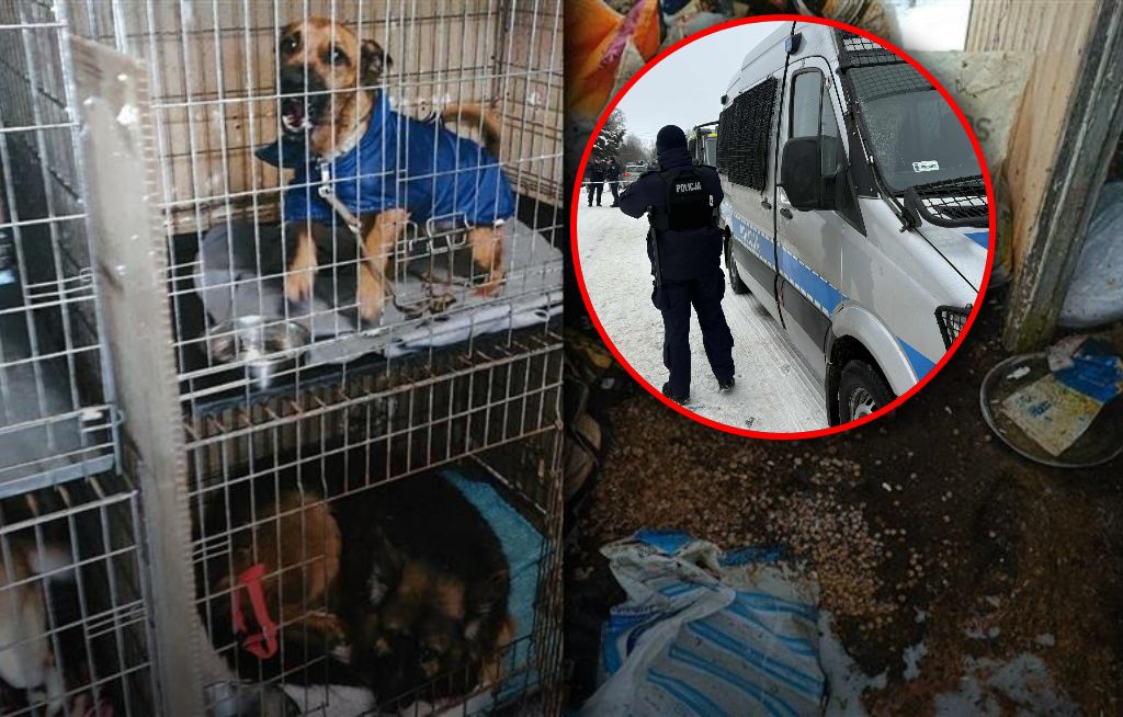 Policja i weterynarze w interwencji w nielegalnym schronisku
