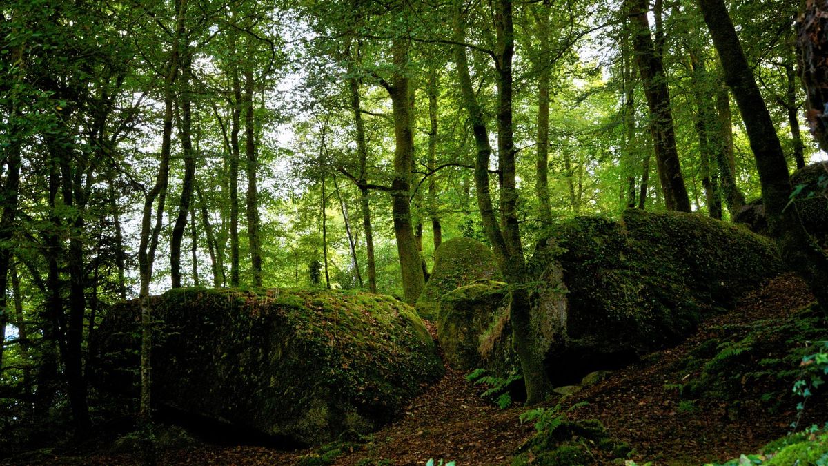 Czeremcha zwyczajna to roślina, którą można znaleźć w wilgotnych lasach.