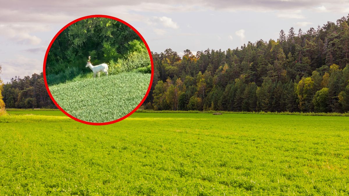 Przyłapali rzadkiego zwierzaka na zdjęciach 