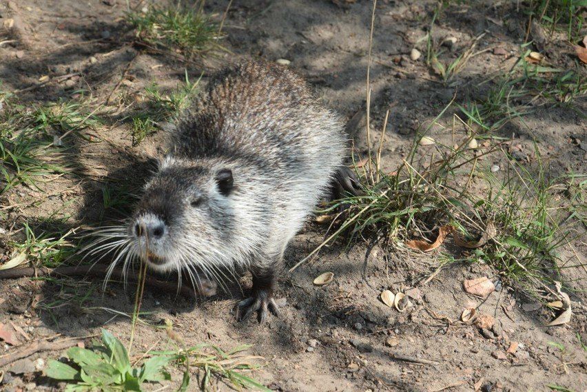 Odłowione w Rybniku nutrie trafiły do dwóch legalnie działających ośrodków w mieście