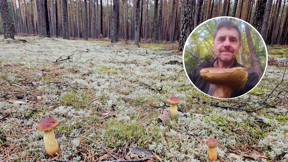 - To grzyb jadalny i smaczny i co ważne bezpieczny  - mówi Justyn Kołek 