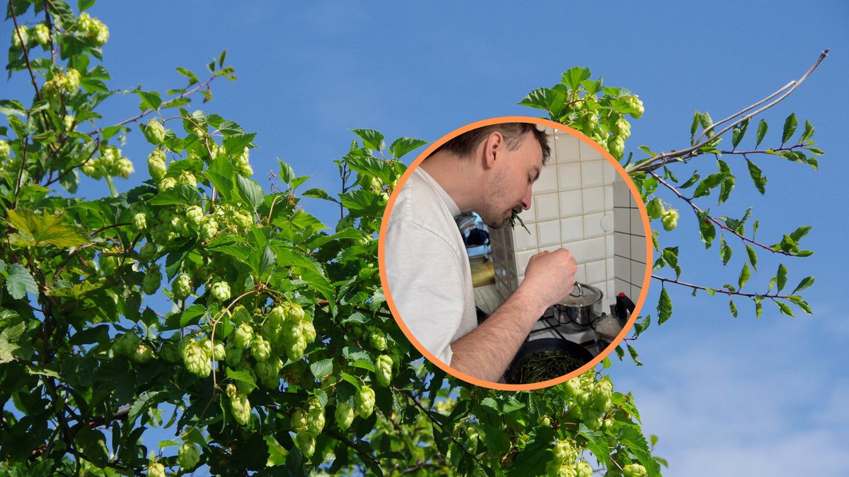 Zebrałem i zjadłem pędy chmielu