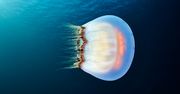 Magiczne meduzy z lodowatego Morza Białego
