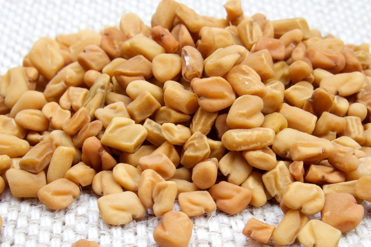 Fenugreek seeds