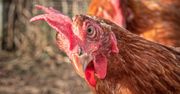 Mazowsze: Miliony kur zagrożone – nowa fala śmiertelnej choroby
