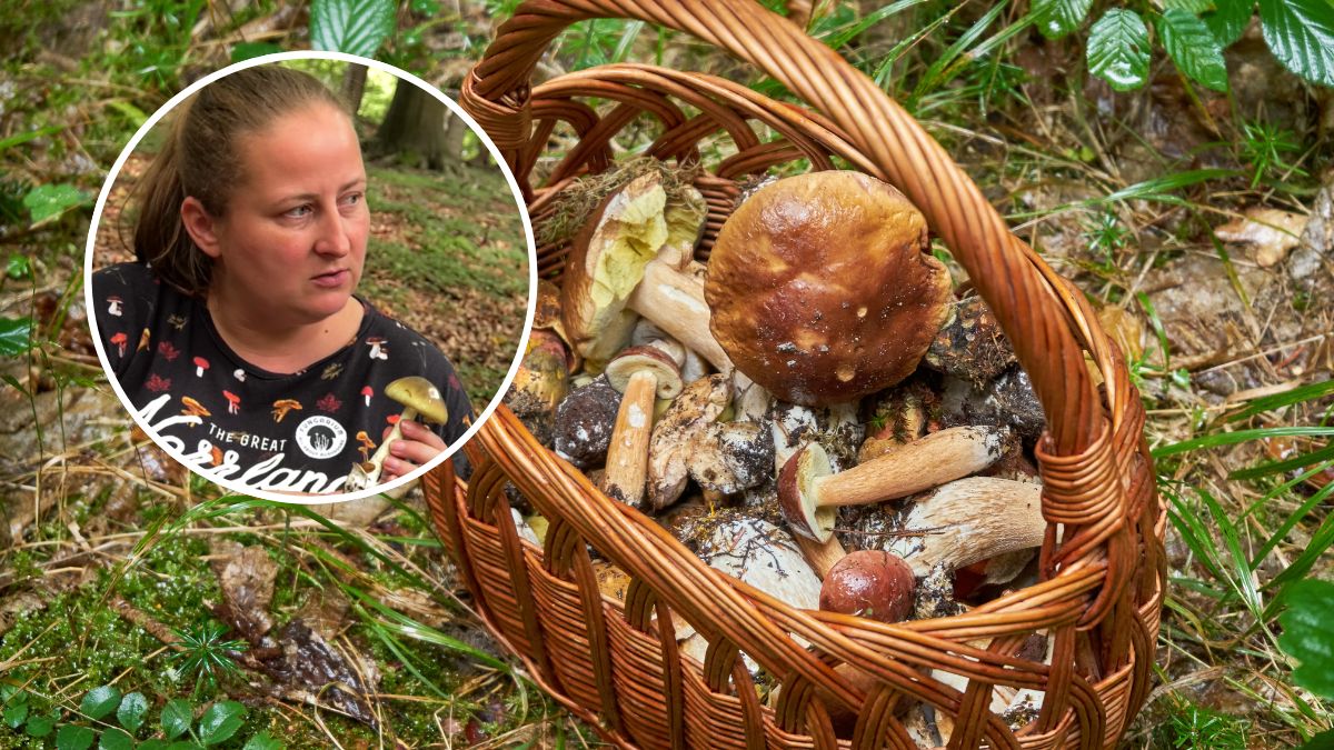 Ekspertka Zofia Leszczyńska Niziołek / Kosz grzybów