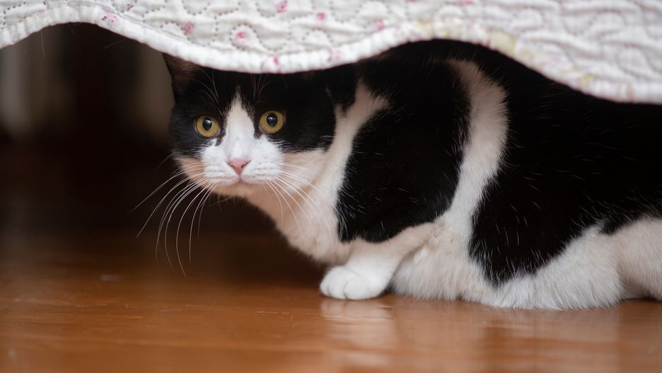 Portrait of a beautiful black and white cat hiding under the bed
Portrait of a beautiful black and white cat hiding under the bed at home
cat, eye, pet, animal, mammal, portrait, cute, kitten, felino, fur, looking, domestic, white, young, black, beautiful, fluffy, adorable, hair, home, house, colours, furry, indoor, look, pretty, face, beauty, domestic cat, closeup, comfortable, feline, paw, photography, curious, happiness, sitting, breed, domestic animals, female, happy, one animal, looking at camera, no people, nose, posing, relaxation, funny, whisker, calm, cat, eye, pet, animal, mammal, portrait, cute, kitten, felino, fur, looking, domestic, white, young, black, beautiful, fluffy, adorable, hair, home, house, colours, furry, indoor, look, pretty, face, beauty, domestic cat, closeup, comfortable, feline, paw, photography, curious, happiness, sitting, breed, domestic animals, female, happy, one animal, looking at camera, no people, nose, posing, relaxation, funny, whisker