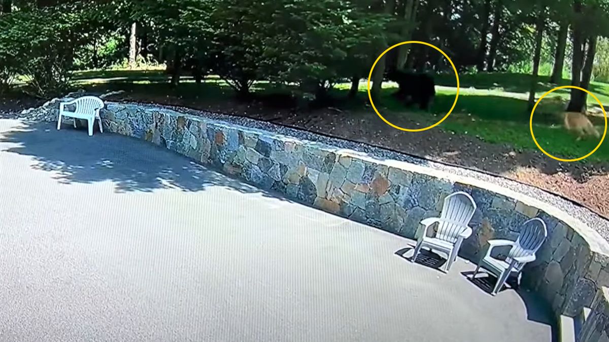 Pies przepędził niedźwiedzia z posesji 