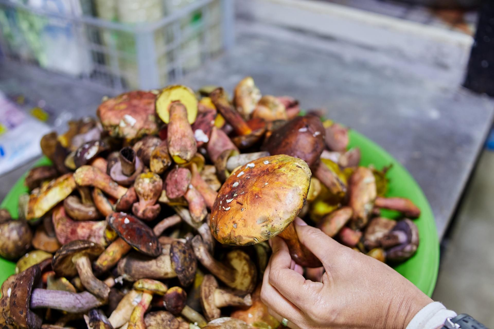 Zatrucie grzybami jest śmiertelnie niebezpieczne